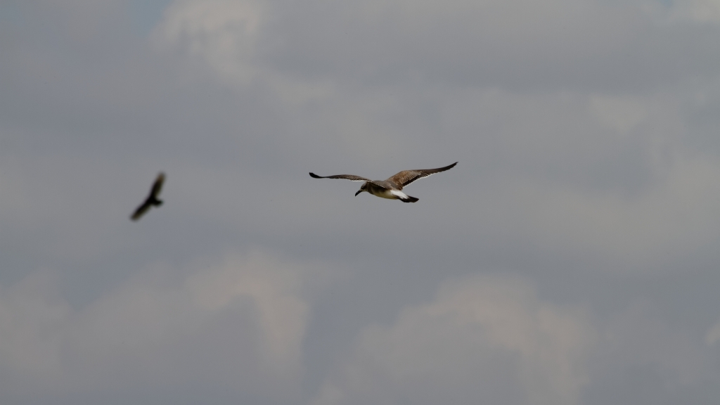 02 - Everglade NP (4).jpg